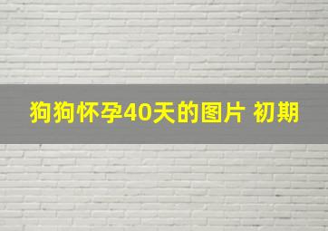 狗狗怀孕40天的图片 初期